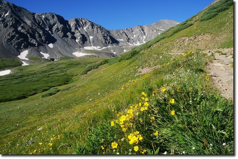 Wildflowers along the trail 6