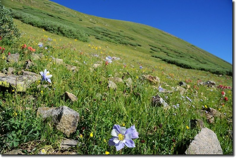 Wildflowers along the trail 5