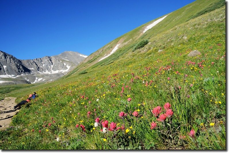 Wildflowers along the trail 4