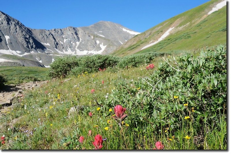 Wildflowers along the trail 3