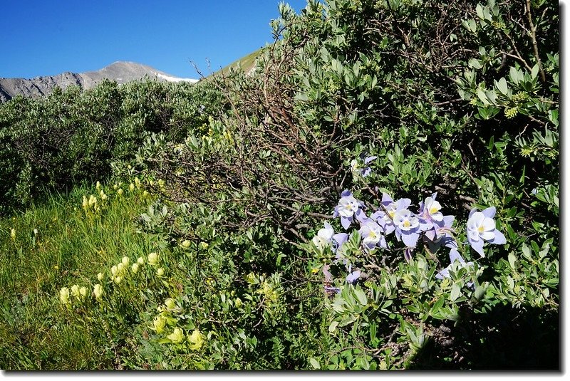 Wildflowers along the trail 1