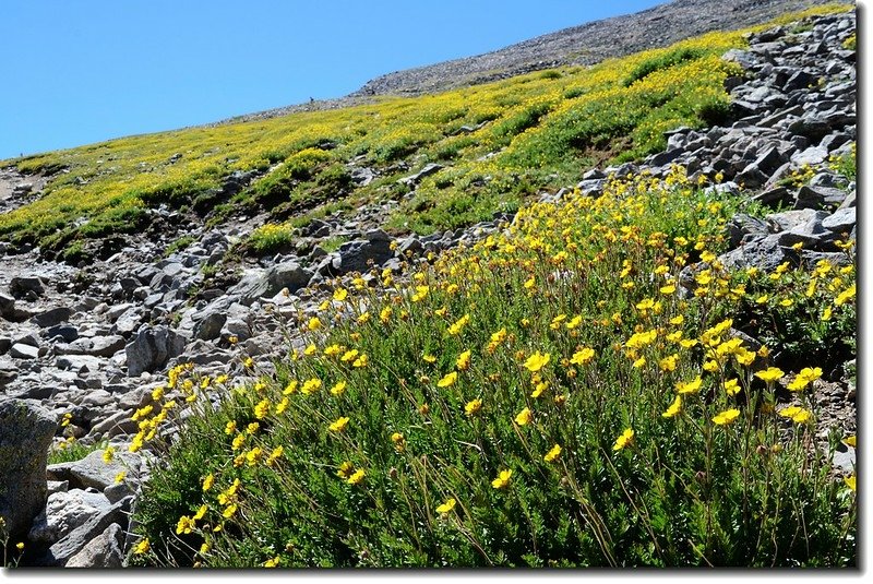 Alpine avens