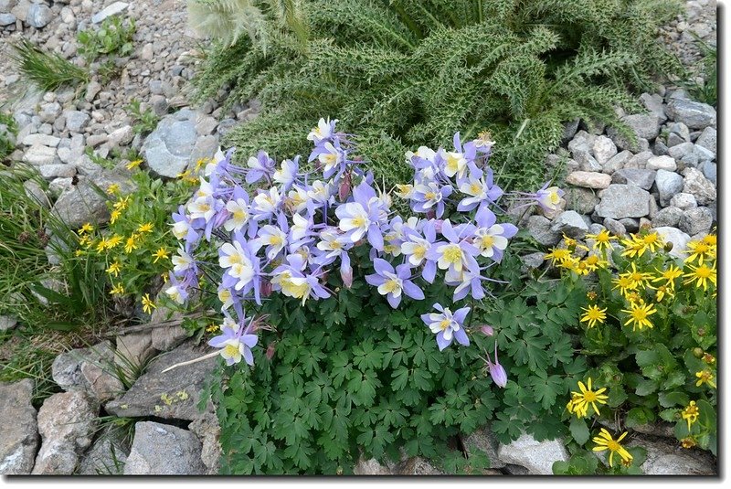 Blue columbine 7