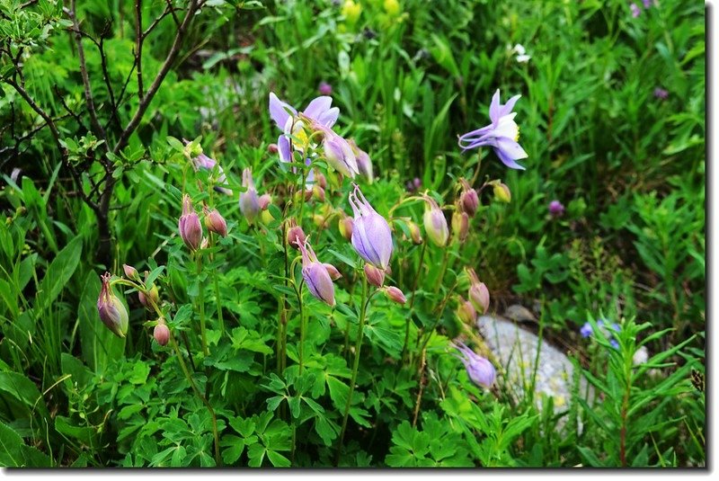 Blue columbine 6