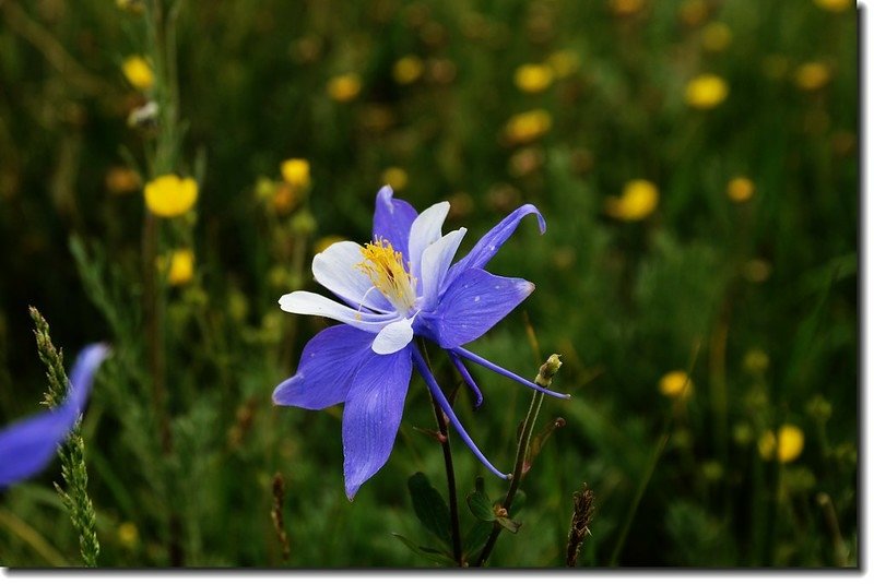 Blue columbine 5