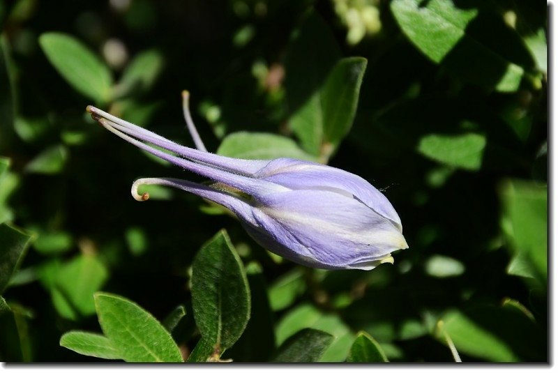 Blue columbine 4