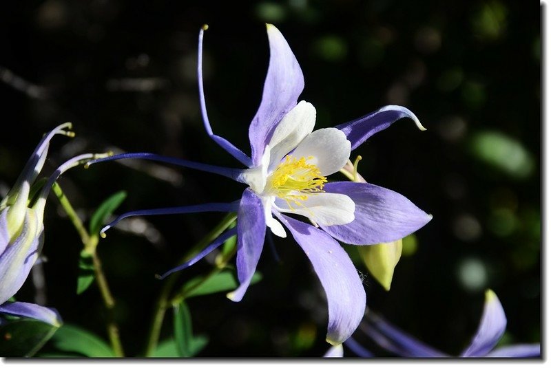 Blue columbine 3