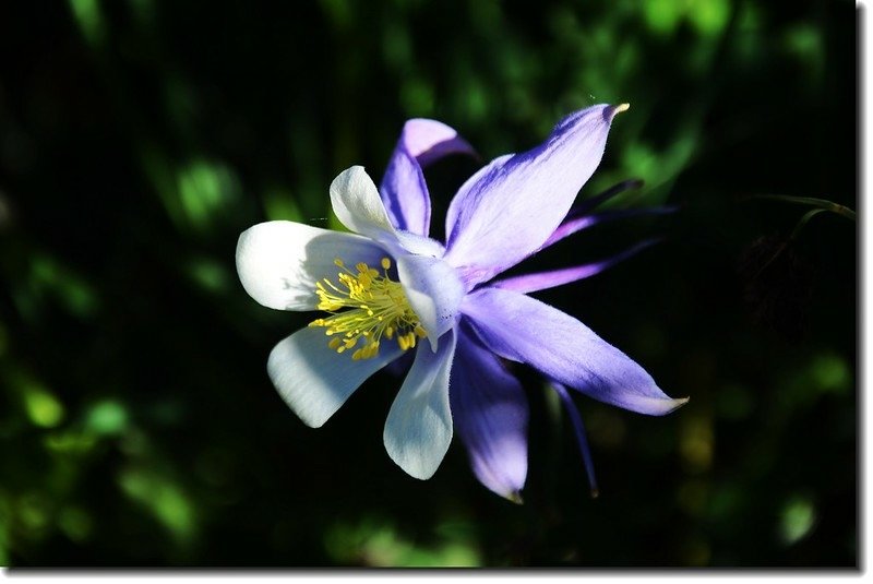 Blue columbine 2