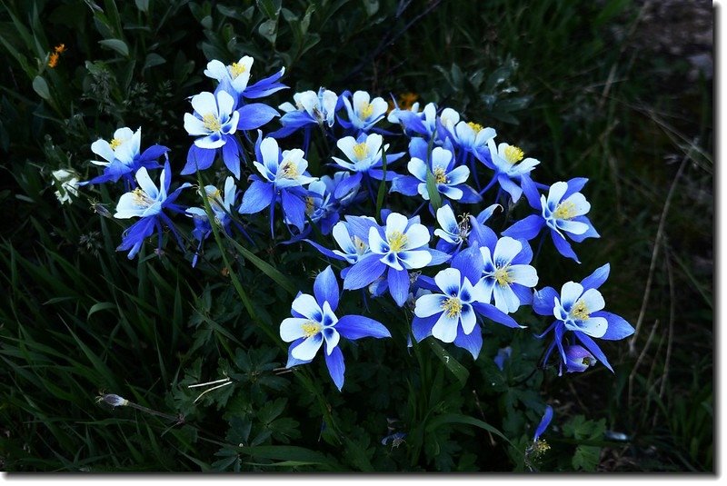 Blue columbine 1