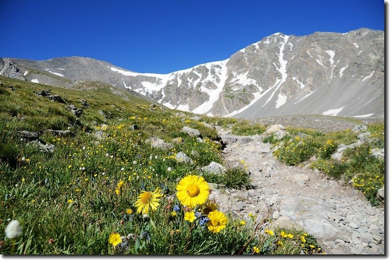 Alpine Sunflower with Grays &amp; Torreys Peak in the distance 2