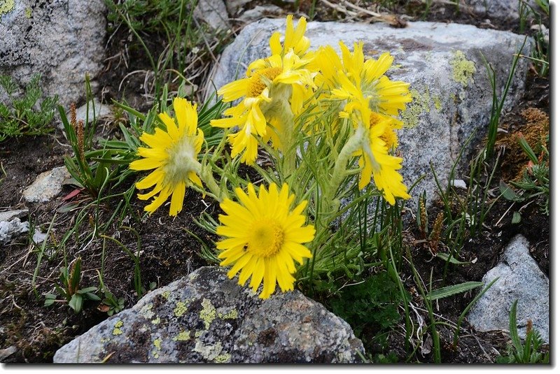 Alpine Sunflower (Old man of the mountain) 2