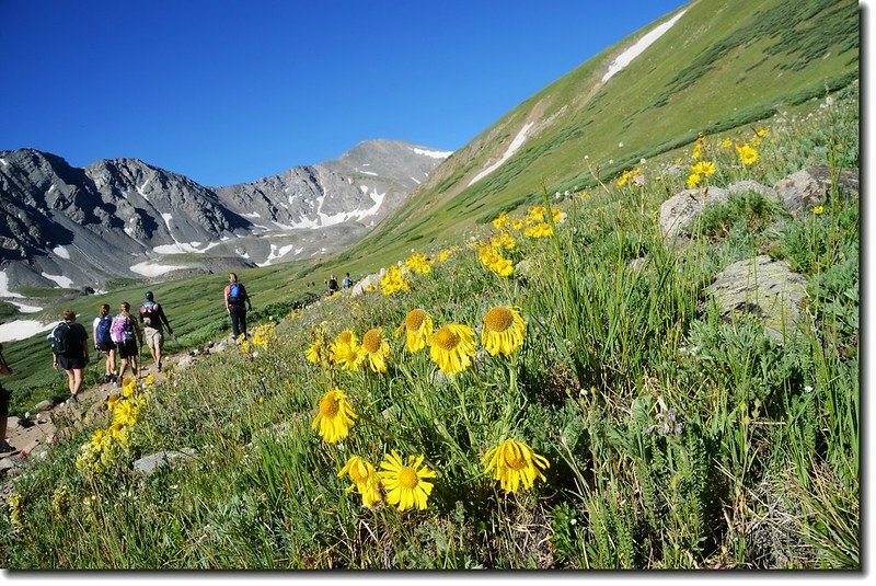 Alpine Sunflower (Old man of the mountain) 1