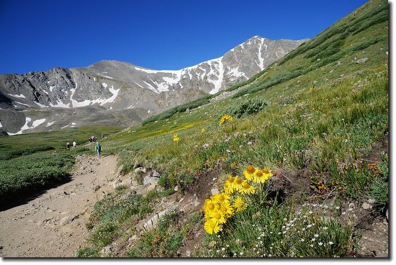 Wildflowers along the trail 11