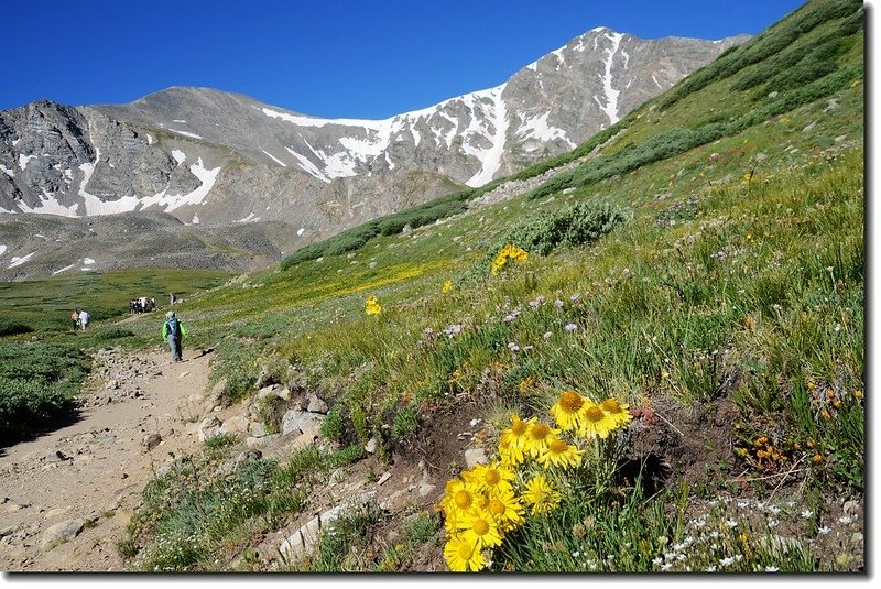 Wildflowers along the trail 10