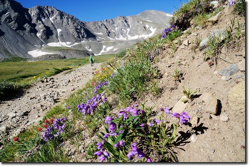 Wildflowers along the trail 9