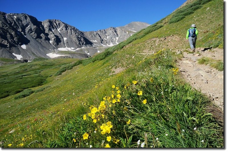 Wildflowers along the trail 7