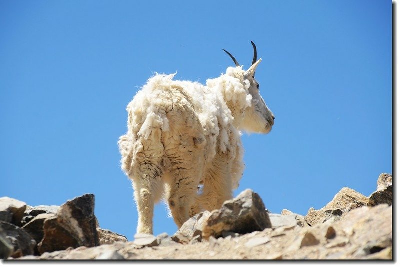 Mountain Goat 3