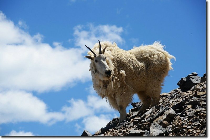 Mountain Goat 2