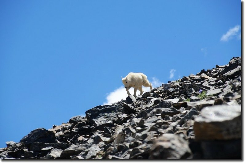 Mountain Goat 1