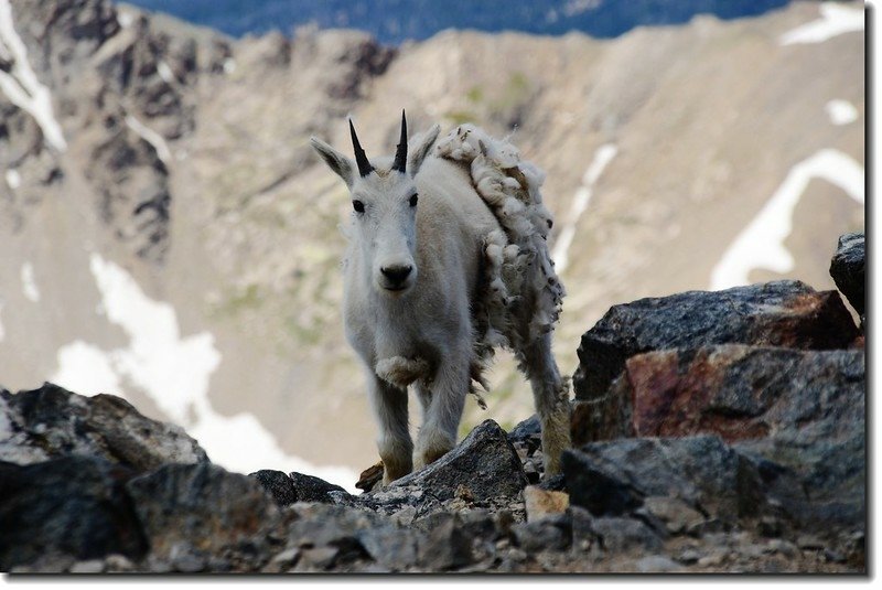 Mountain Goat 4