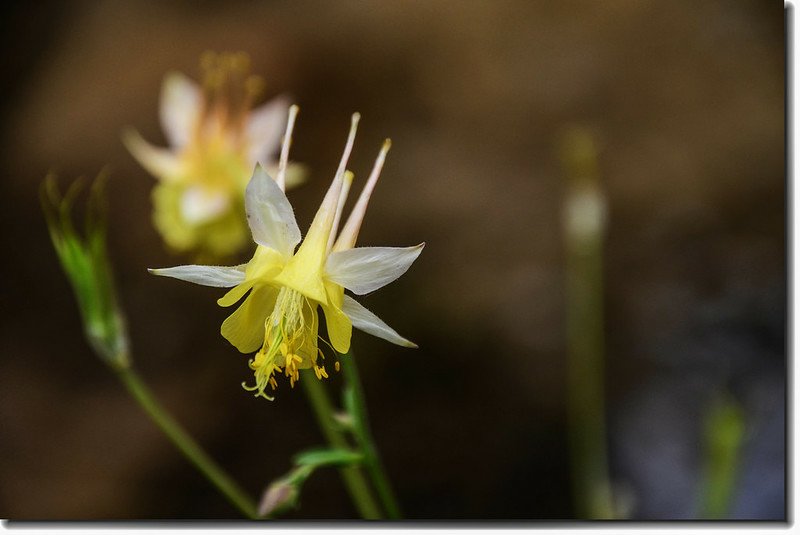 Yellow columbine flower 1
