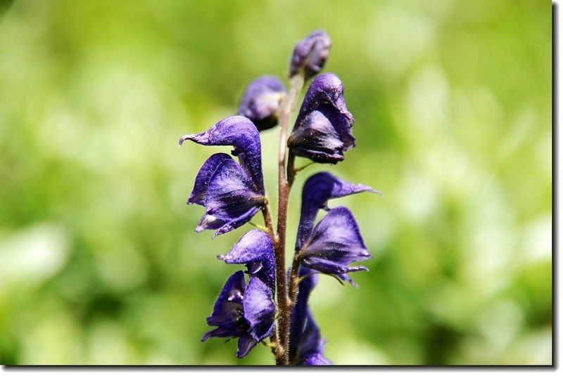 Monkshood