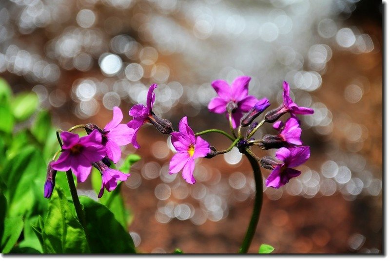 Parry&apos;s Primrose