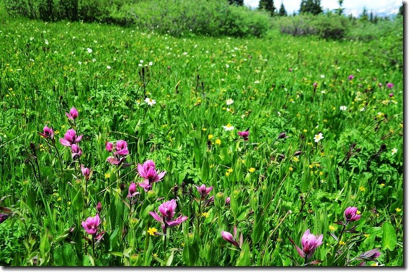 Wildflowers along the trail 3