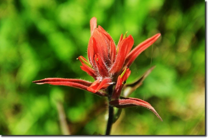 Indian Paintbrush flower 2