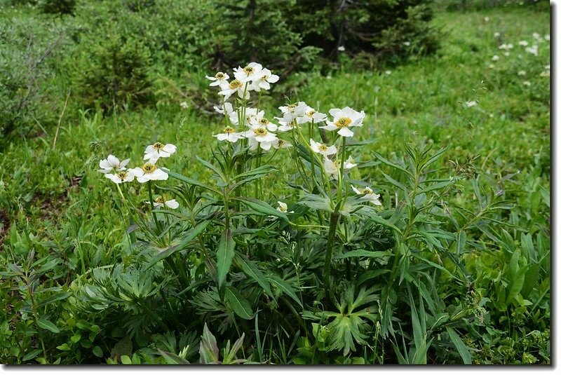 White Globe flower