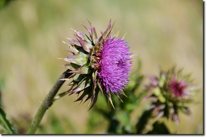 Musk Thistle 2