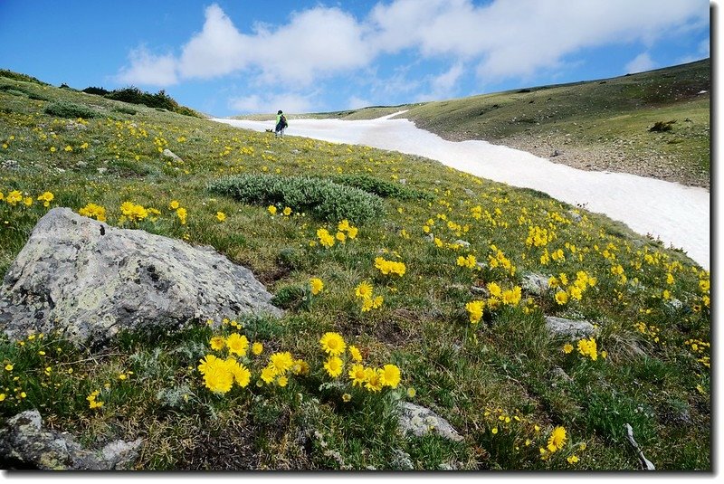 Wildflowers along the trail 4