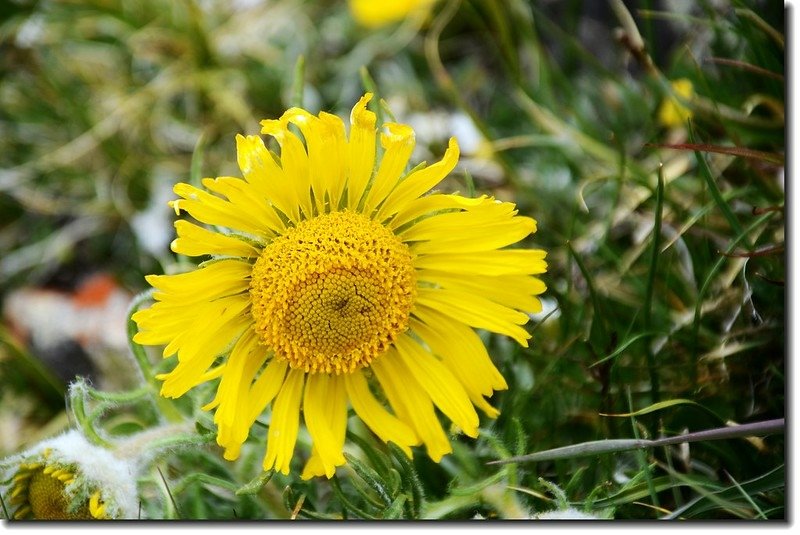 Alpine sunflower 3