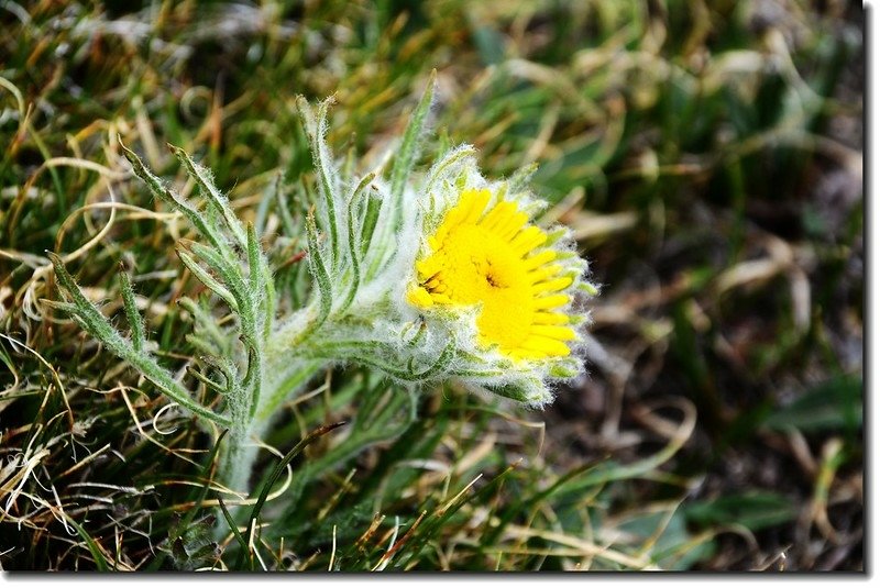 Alpine sunflower 2