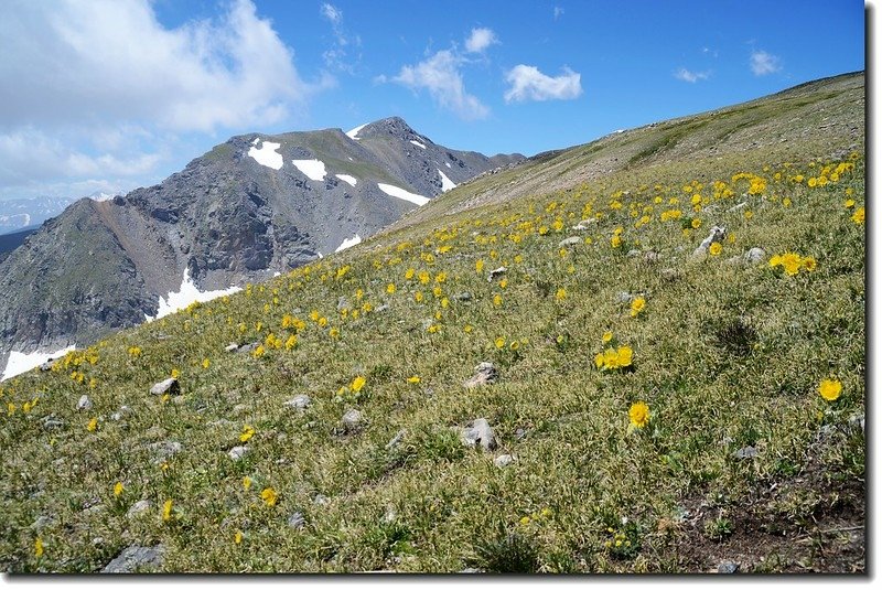 Wildflowers along the trail 6