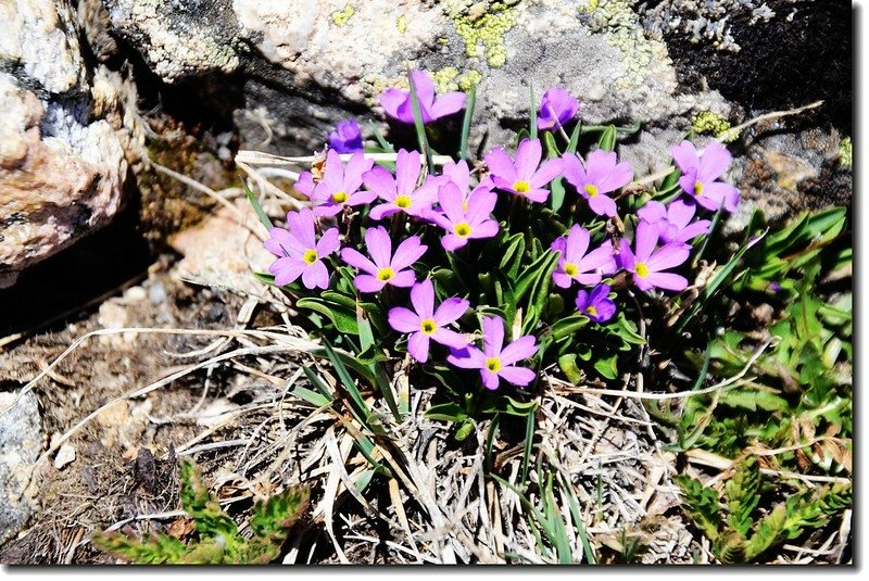 Alpine primrose