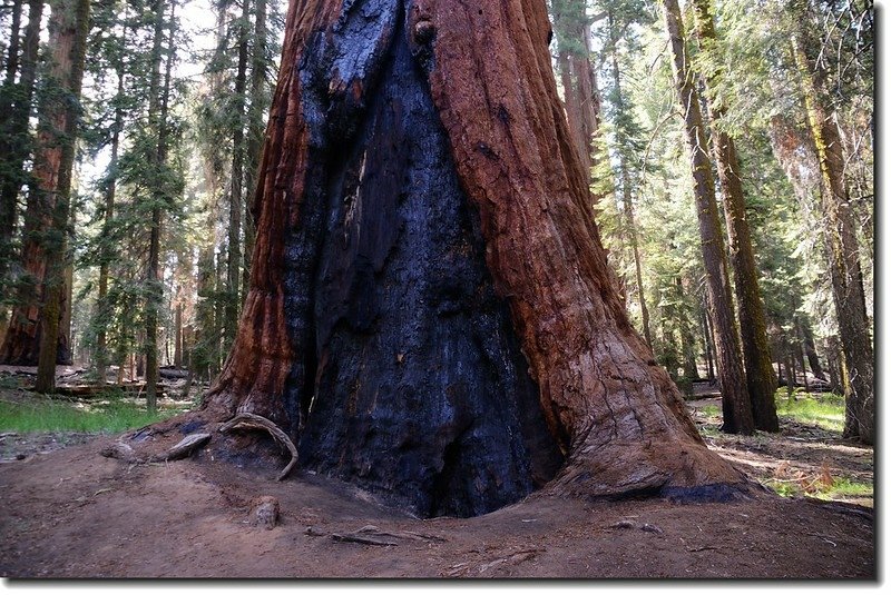 The base of a fire scarred sequoia 2