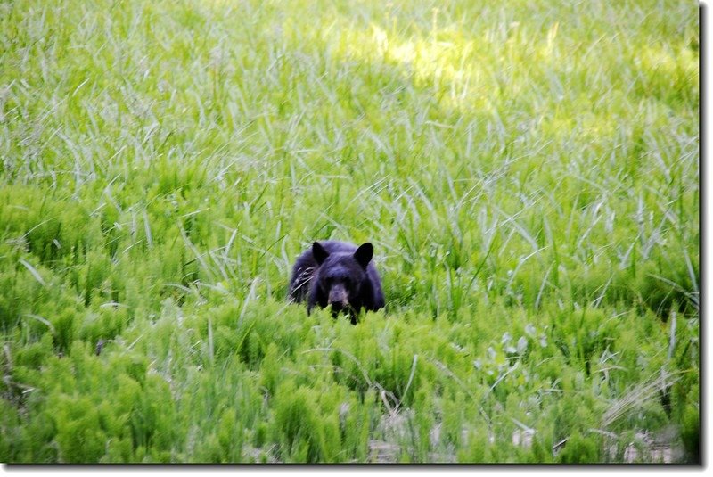 Black Bear un Round Meadow 1