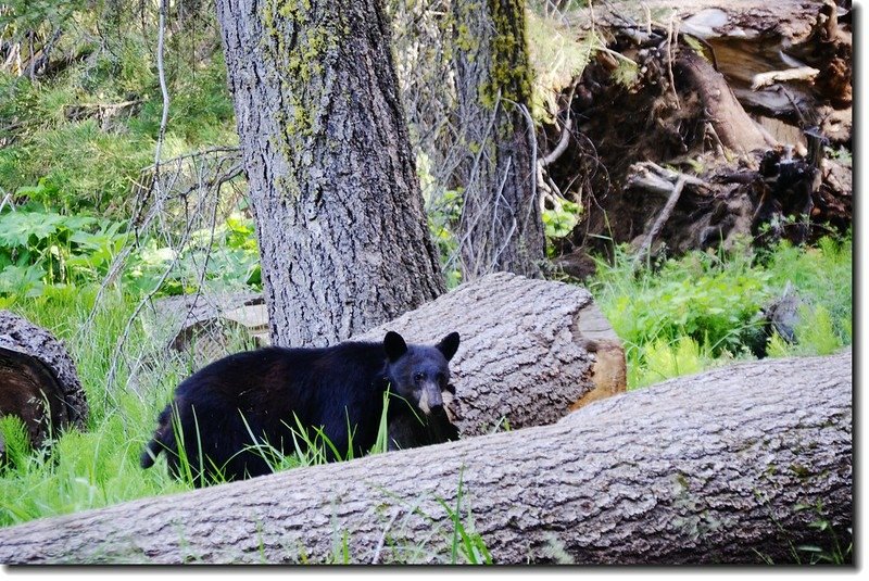 Black Bear un Round Meadow 2