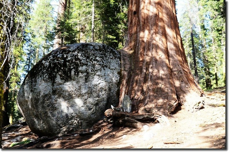 A boulder-hugging sequoia along Big Trees Trail 2