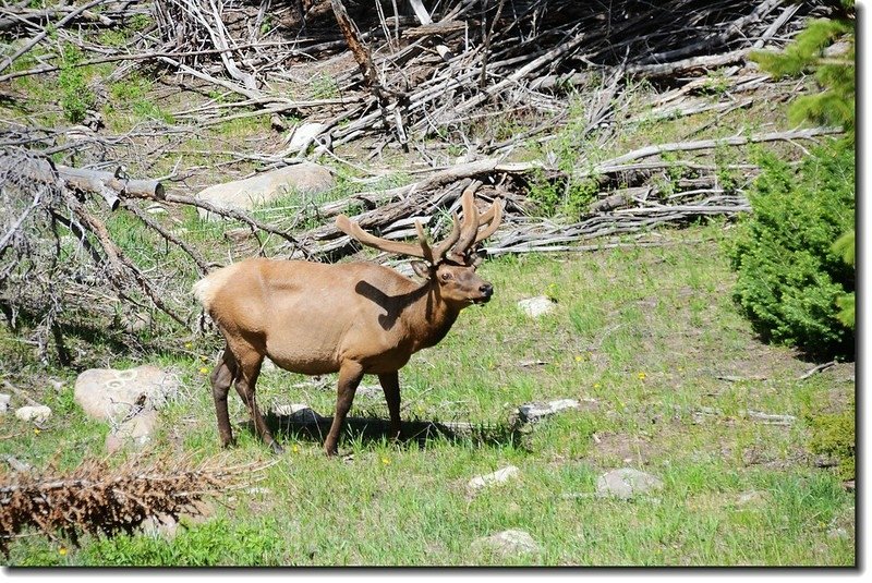 Elk in National Park 6