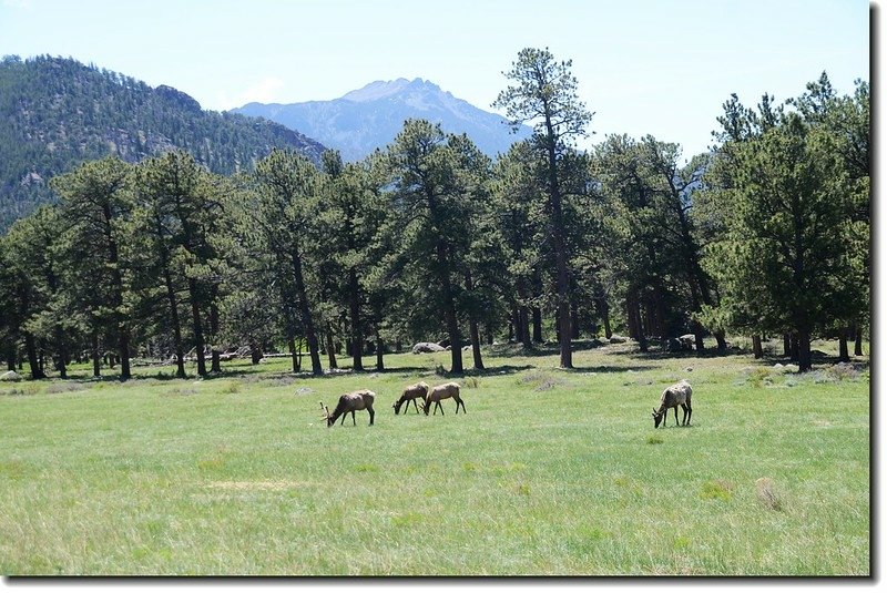 Elk in National Park 1