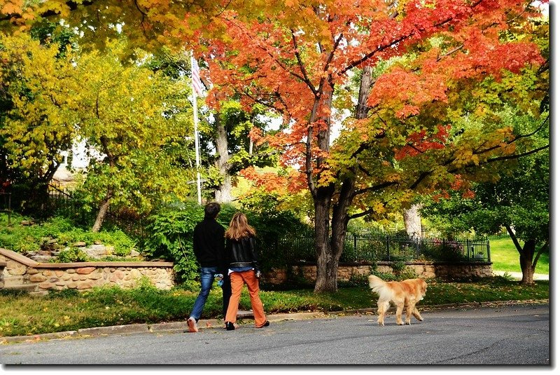 Maple in Fall, Mapleton Hill, Boulder (55)