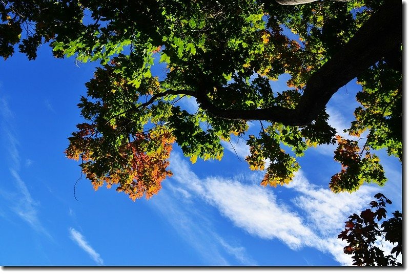 Maple in Fall, Chautauqua park, Boulder (8)