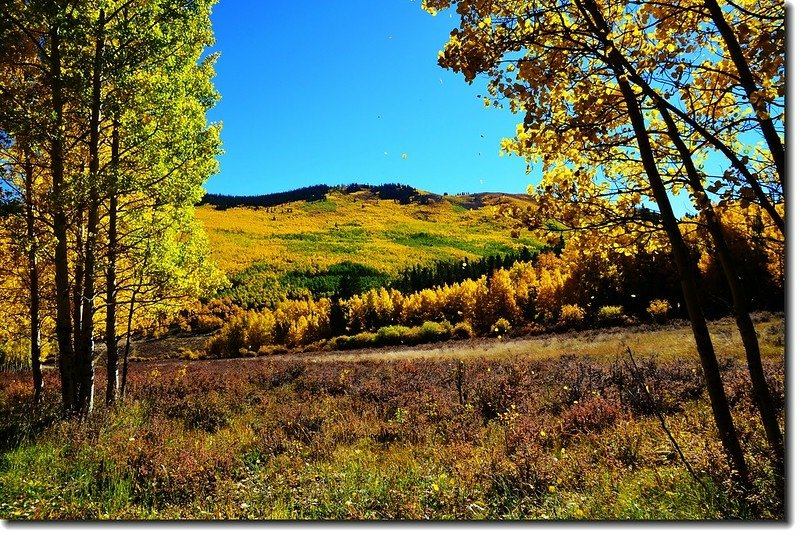 Aspen in Fall, Kenosha Pass, Colorado (4)