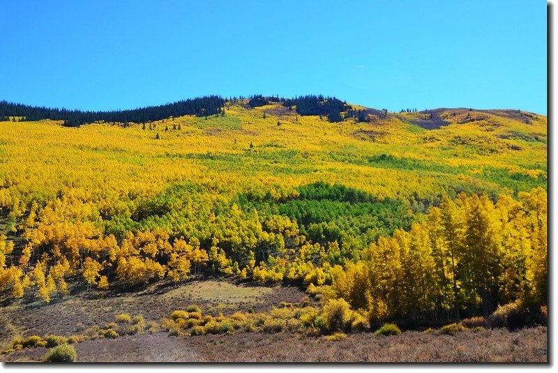 Aspen in Fall, Kenosha Pass, Colorado (5)