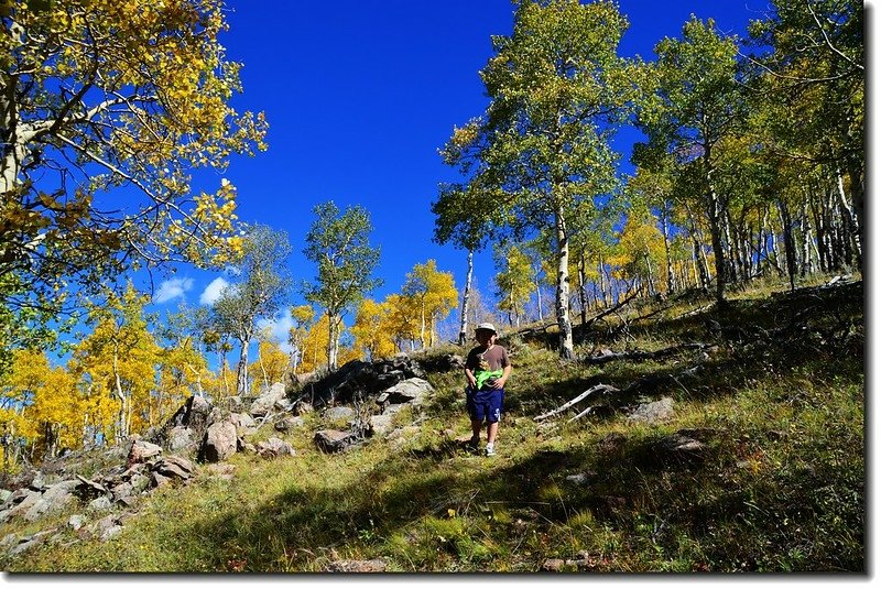 Aspen in Fall, Kenosha Pass, Colorado (12)