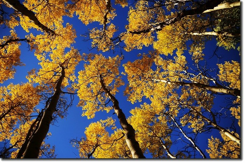 Aspen in Fall, Kenosha Pass, Colorado (16)