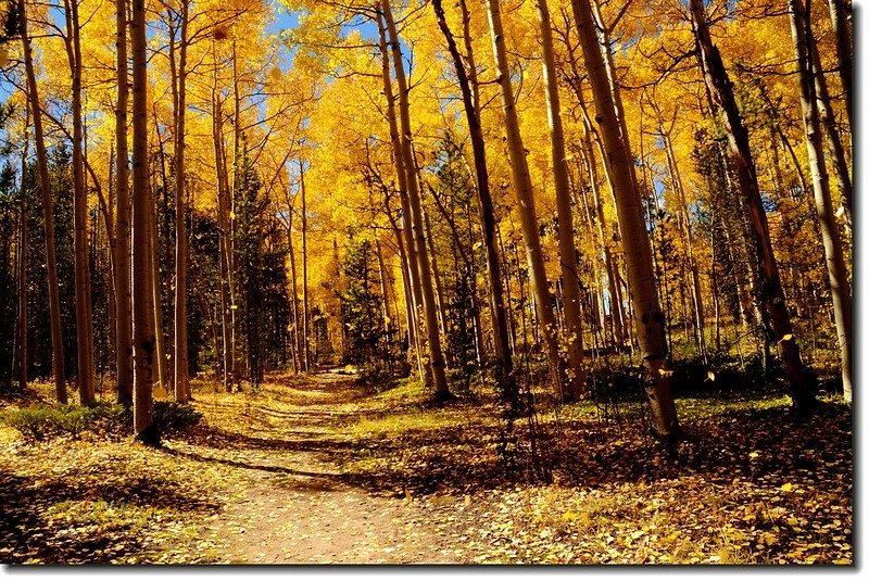 Aspen in Fall, Kenosha Pass, Colorado (35)