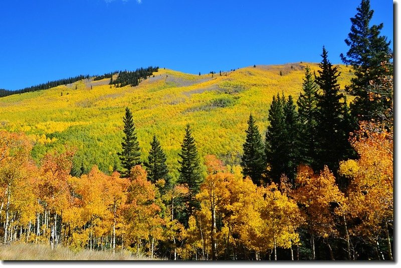 Aspen in Fall, Kenosha Pass, Colorado (40)